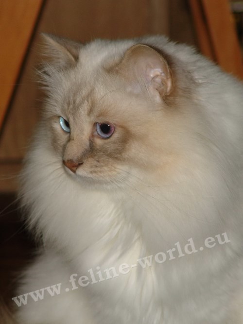 birman_04 (Race)